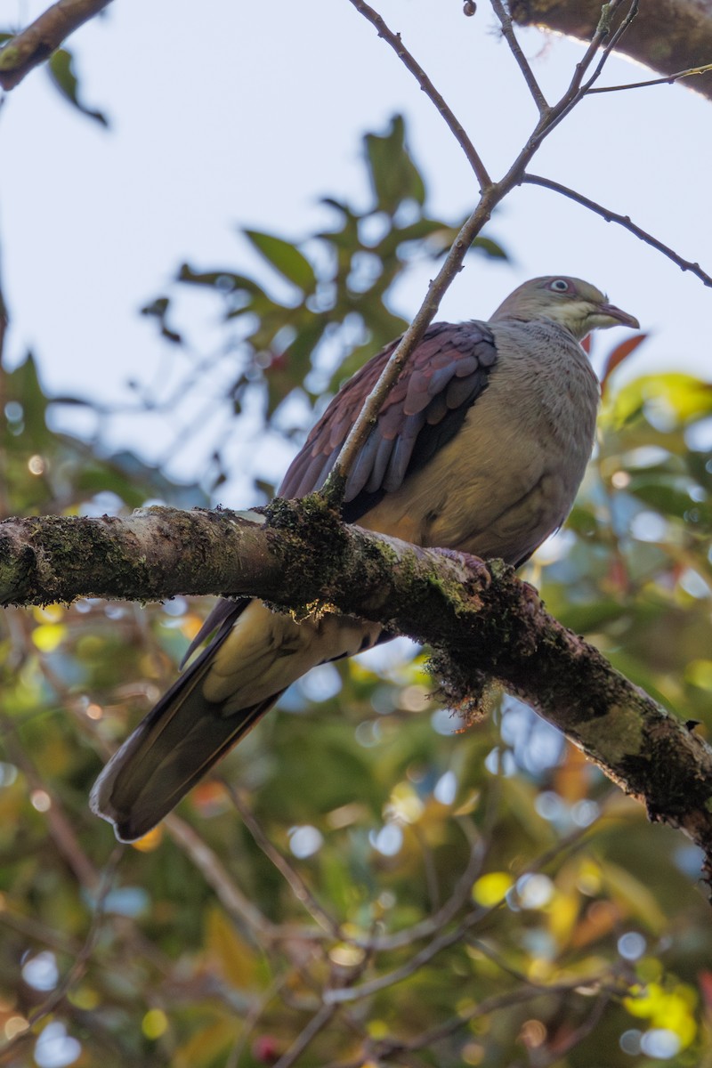 Mountain Imperial-Pigeon - ML617557200