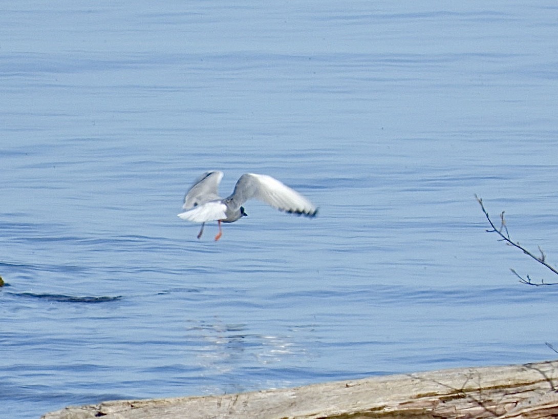 Bonaparte's Gull - ML617557209