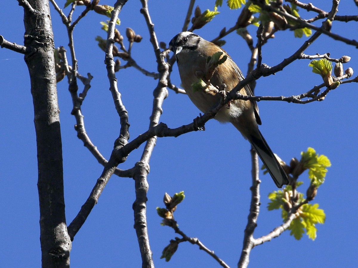 Rock Bunting - Attila Steiner