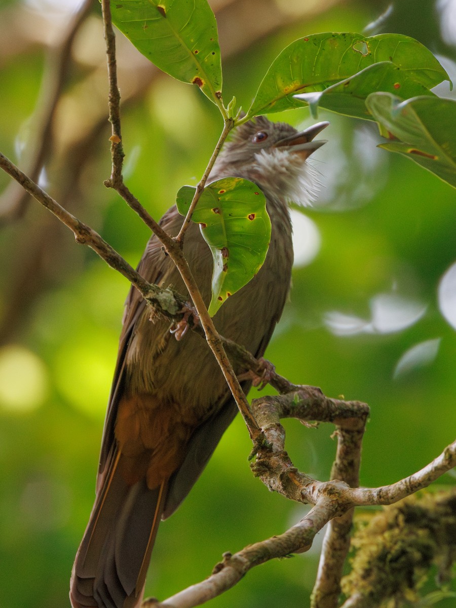 Bulbul à ventre marron - ML617557217