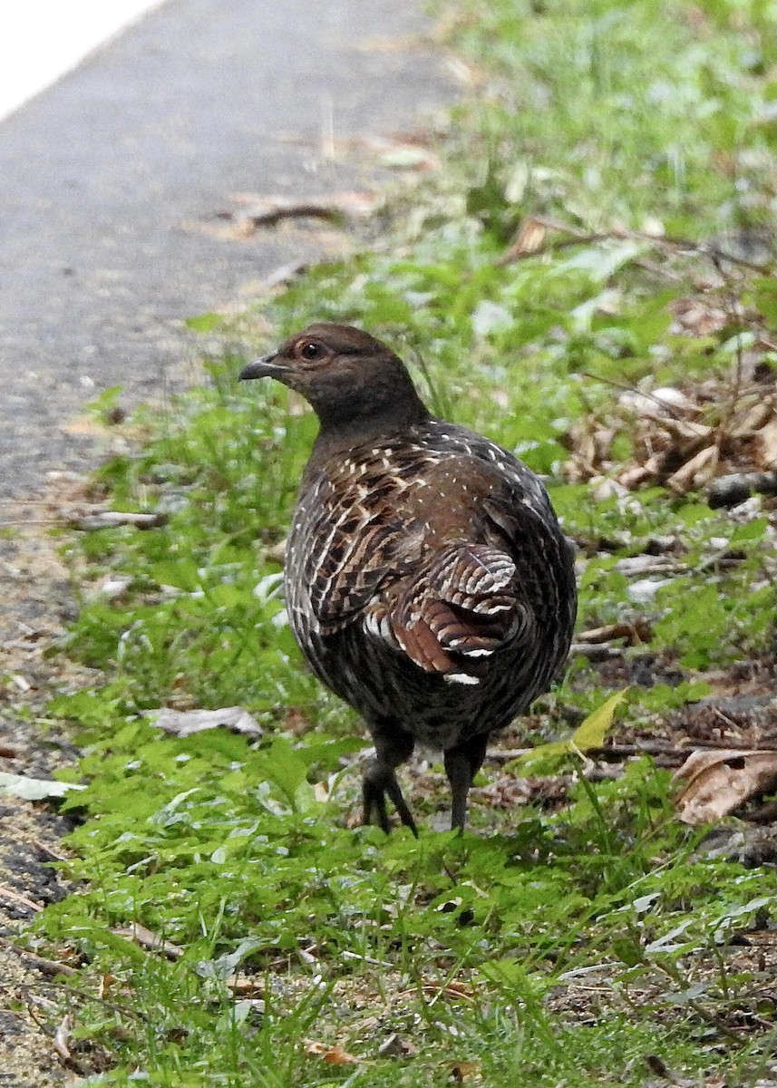 Mikado Pheasant - William Duncan