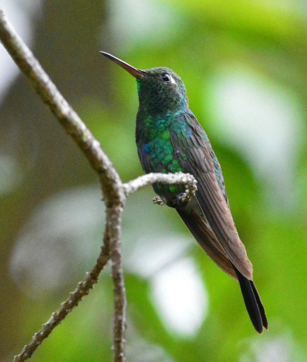 Cuban Emerald - ML617557252