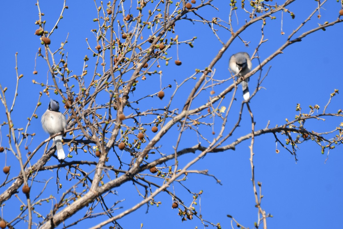 Blue Jay - Carmen Ricer