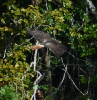 Red-tailed Hawk - ML617557281