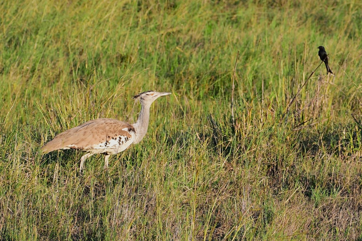 Kori Bustard - Ian Brown