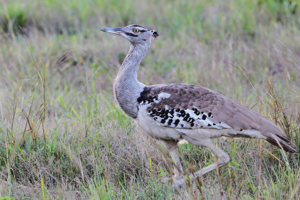 Kori Bustard - Ian Brown