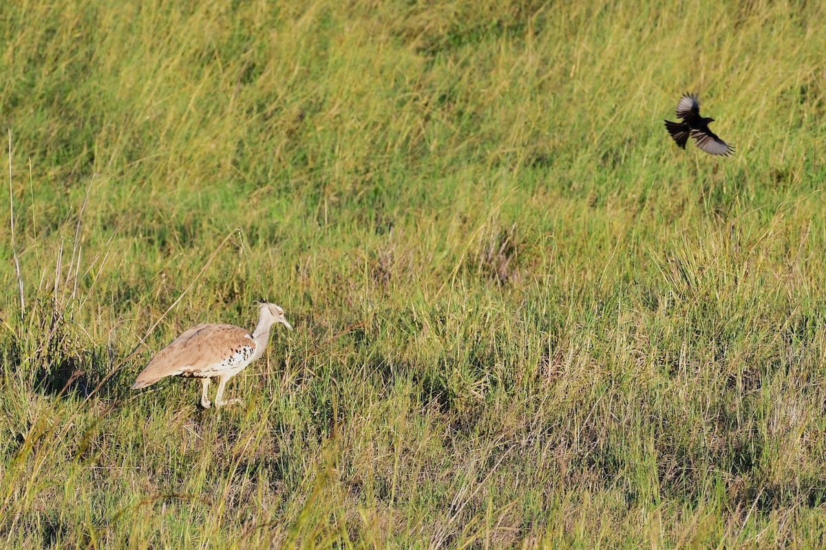 Kori Bustard - ML617557287