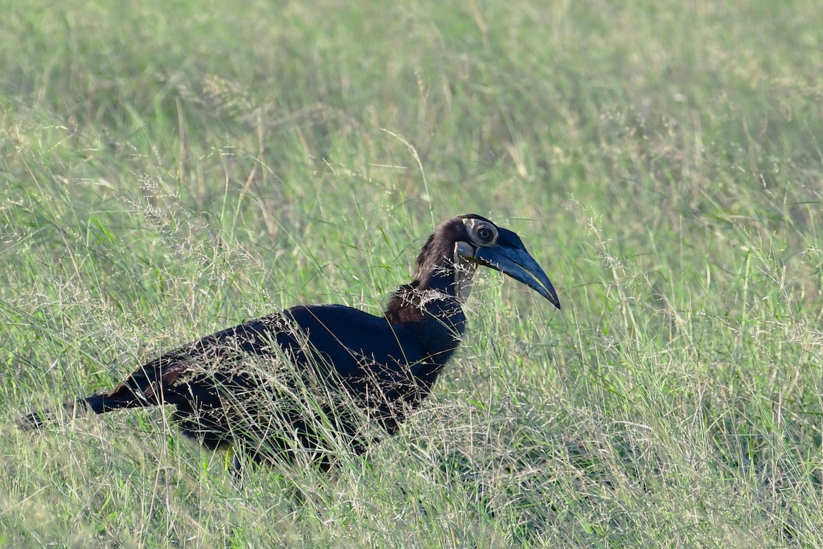 Southern Ground-Hornbill - ML617557288