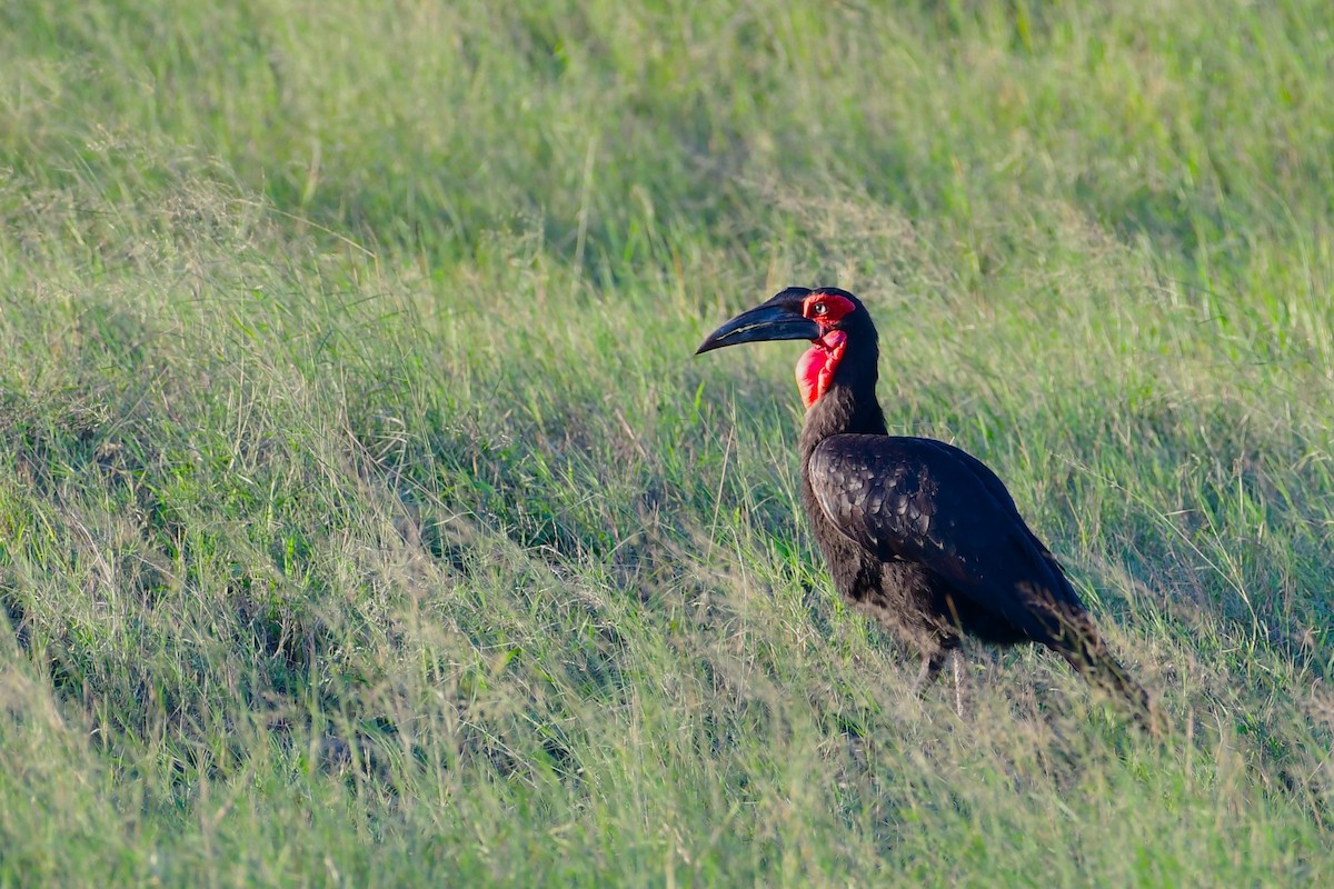 Southern Ground-Hornbill - ML617557289