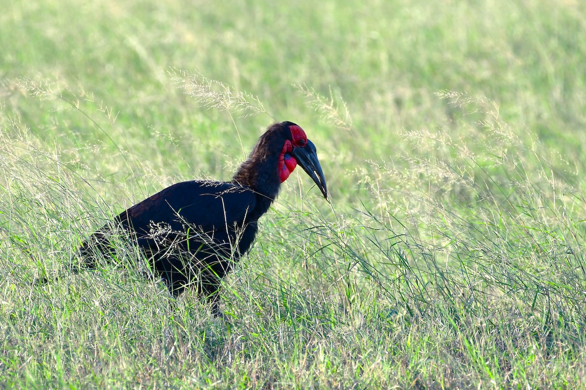 Southern Ground-Hornbill - ML617557291