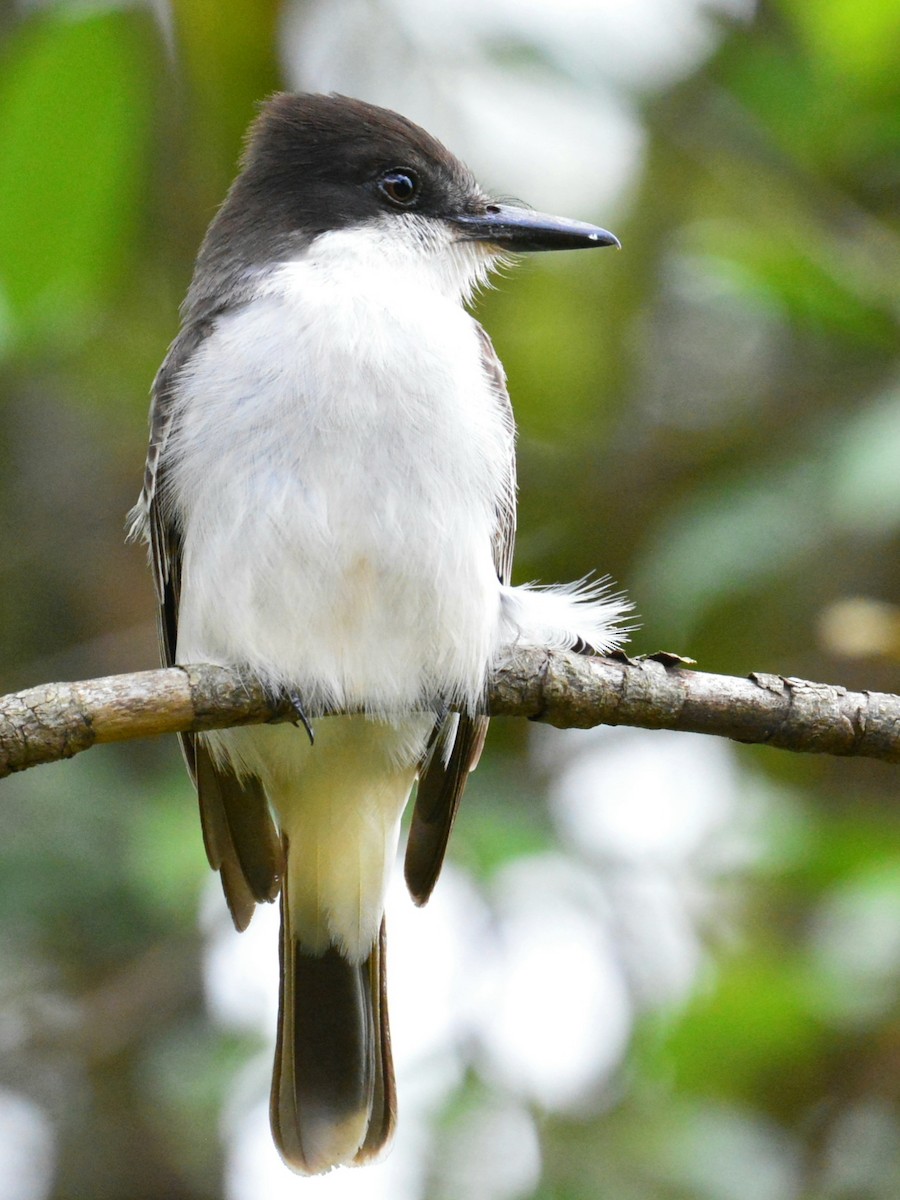 Gray Kingbird - ML617557292