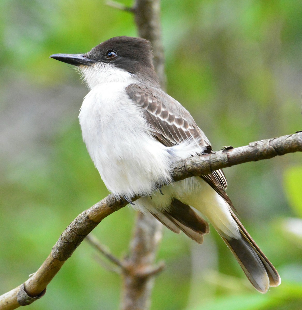 Gray Kingbird - ML617557293