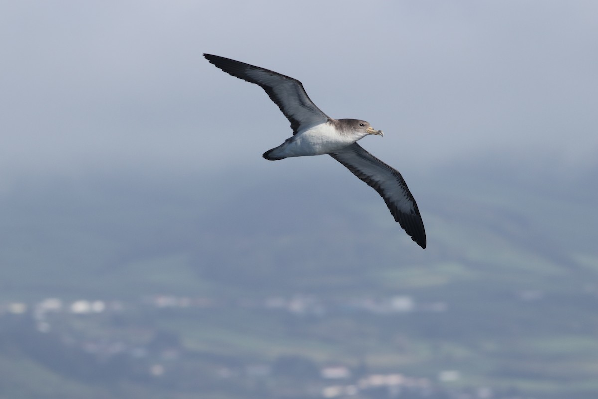 Cory's Shearwater - Nick  Lund