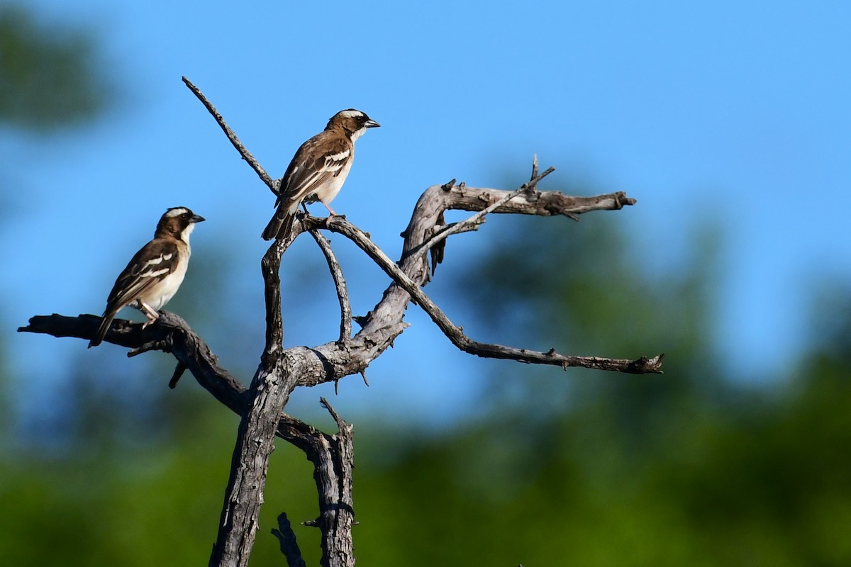 White-browed Sparrow-Weaver - ML617557296