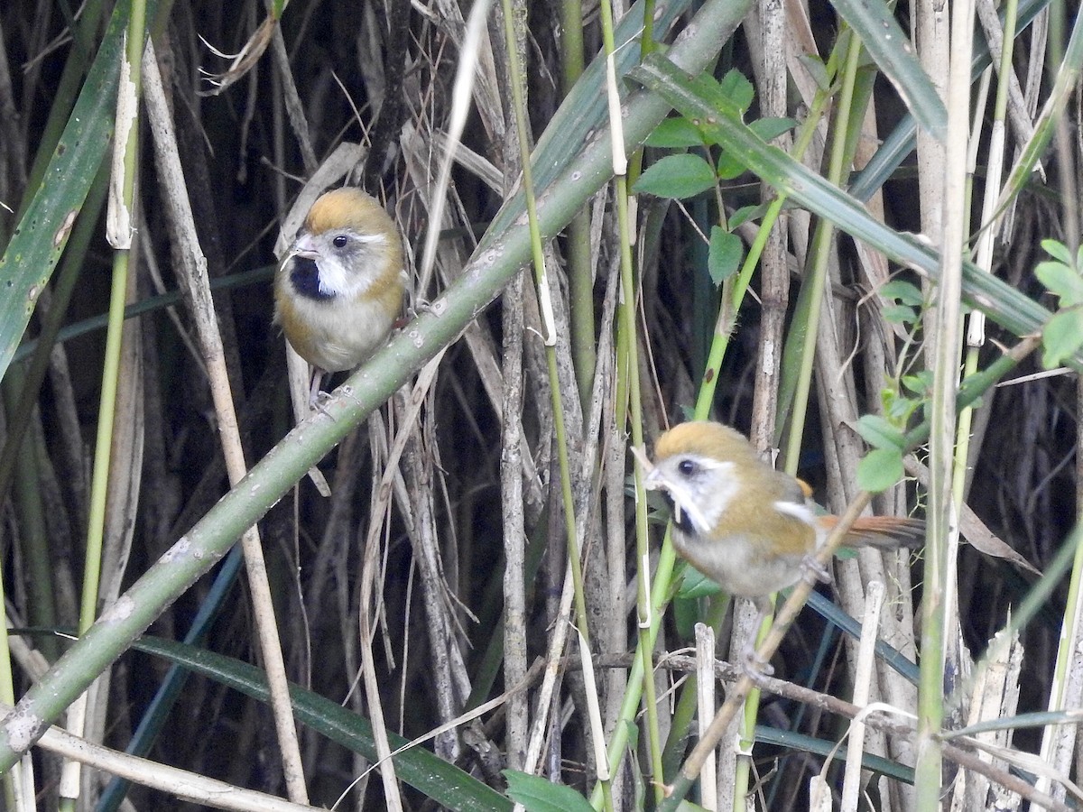 Golden Parrotbill - ML617557297