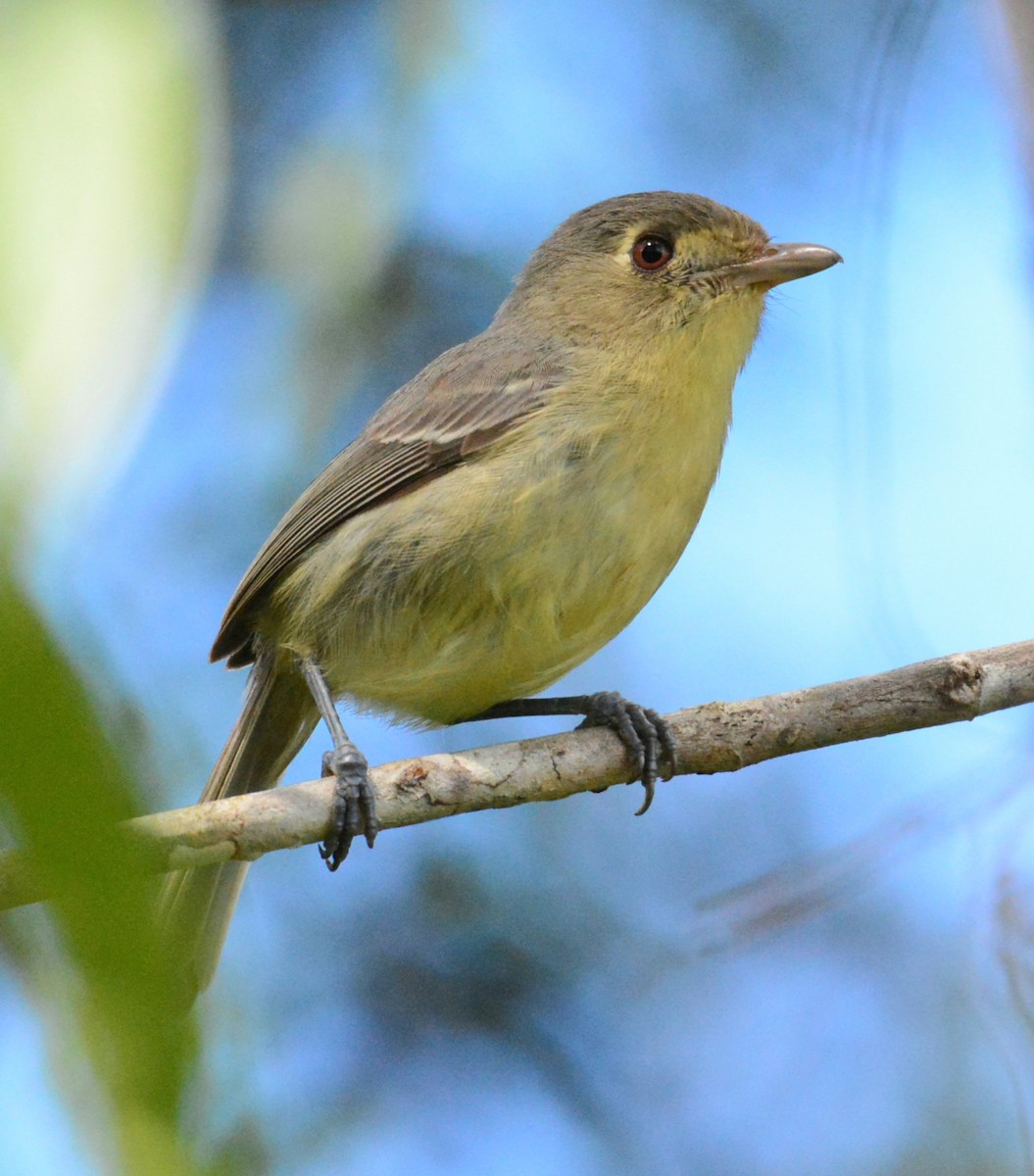 Cuban Vireo - ML617557299