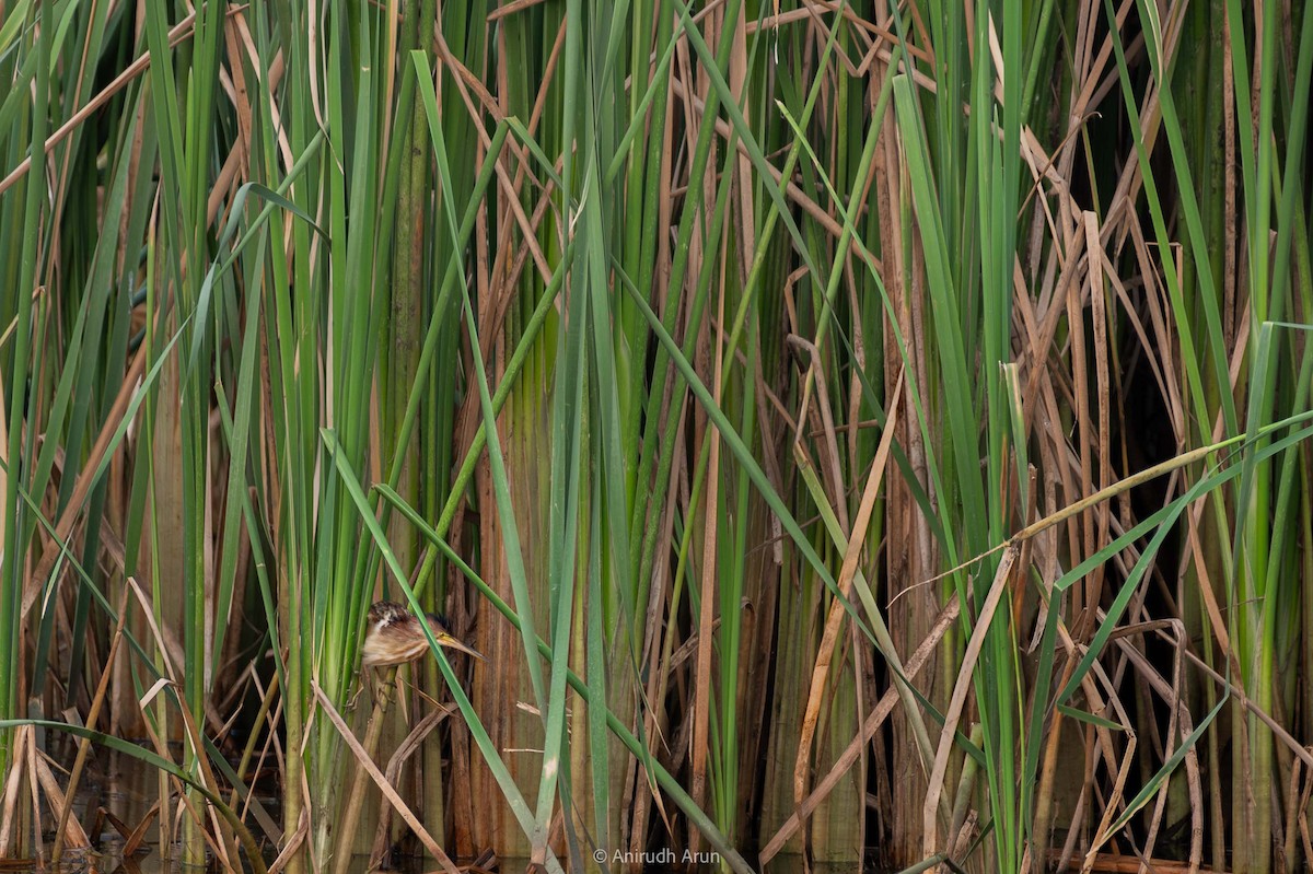 Yellow Bittern - ML617557323
