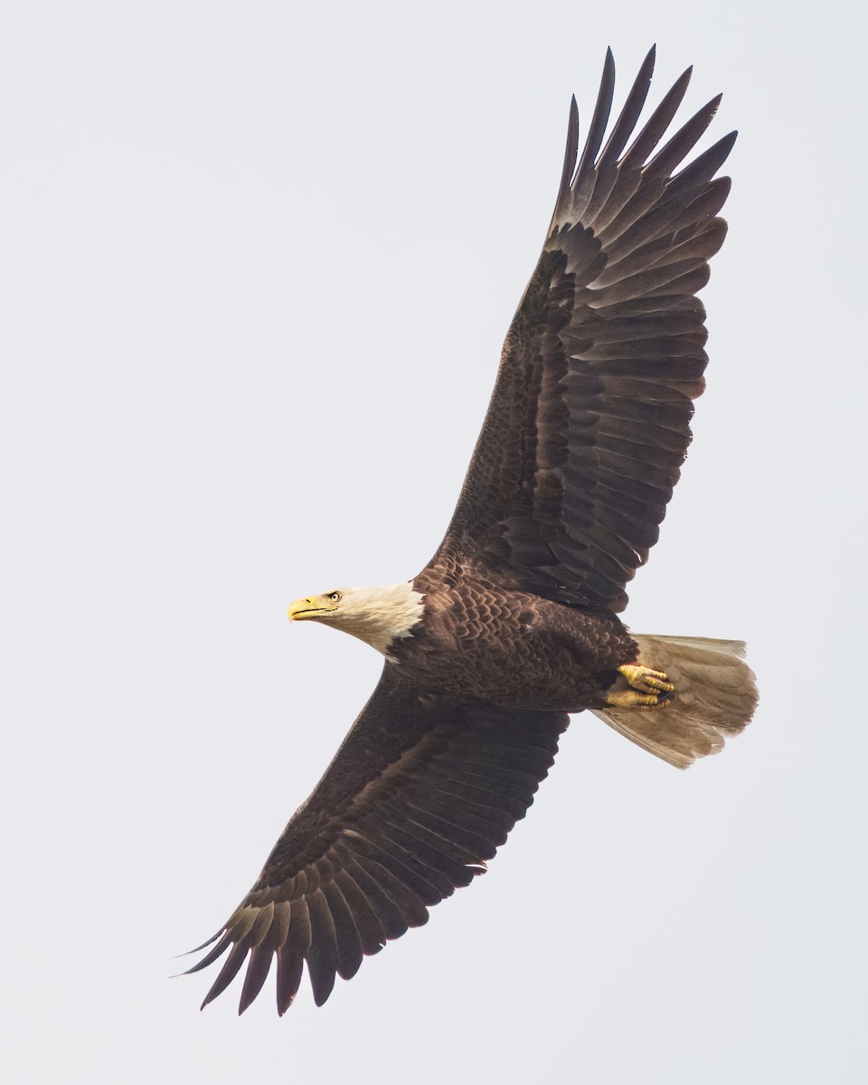 Bald Eagle - ML617557328