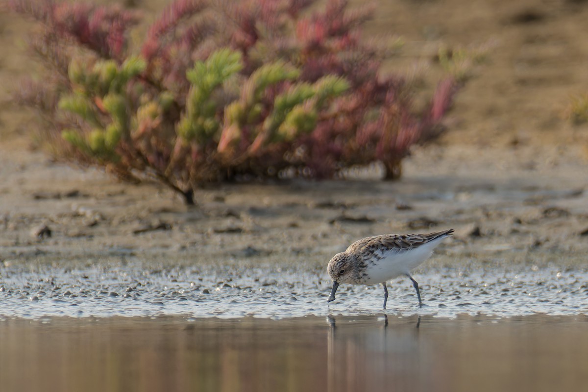 Spoon-billed Sandpiper - ML617557368