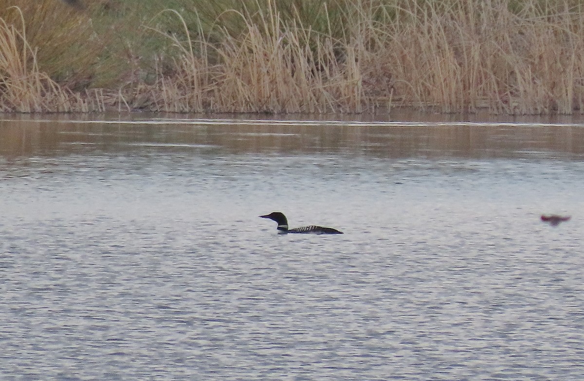 Common Loon - Craig Johnson