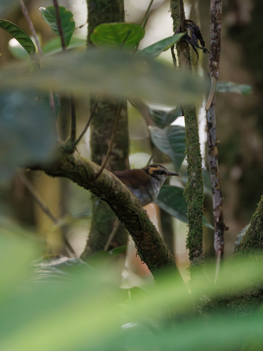 Борнейская короткохвотска - ML617557441