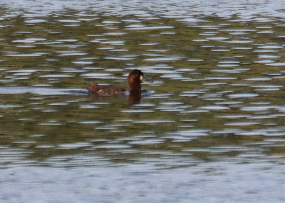 Greater Scaup - ML617557443