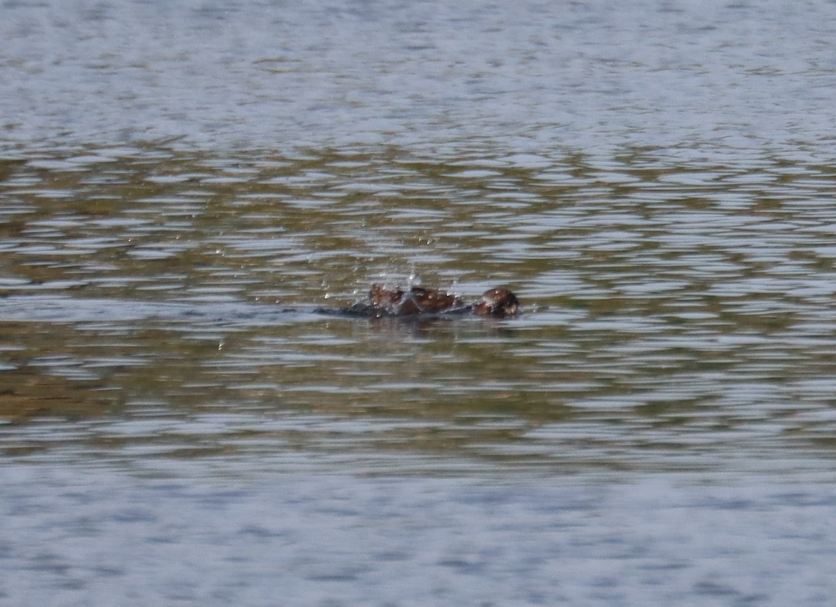 Greater Scaup - ML617557445