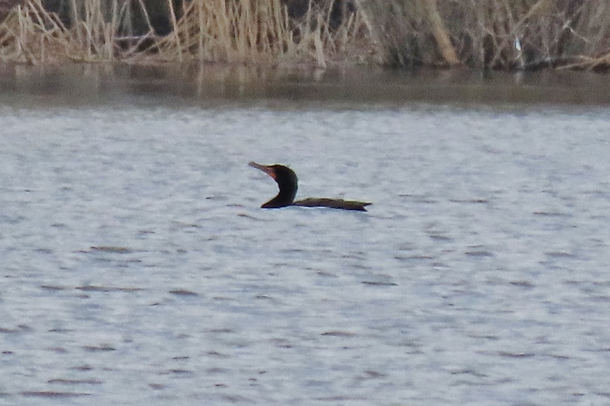 Double-crested Cormorant - Craig Johnson