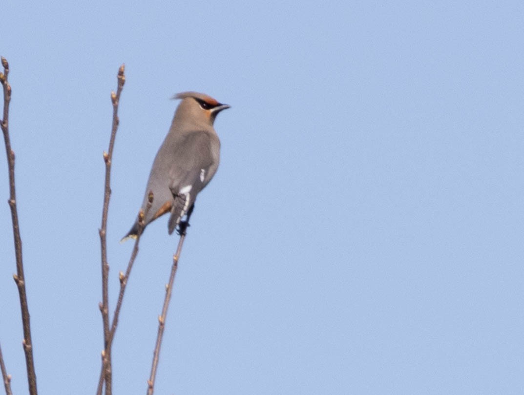 Bohemian Waxwing - ML617557463