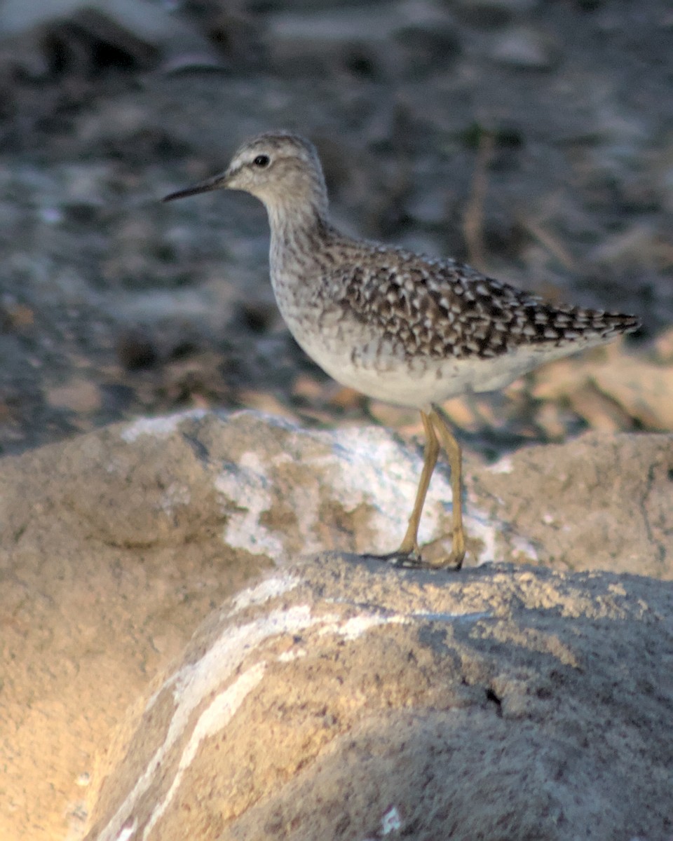 Wood Sandpiper - ML617557481