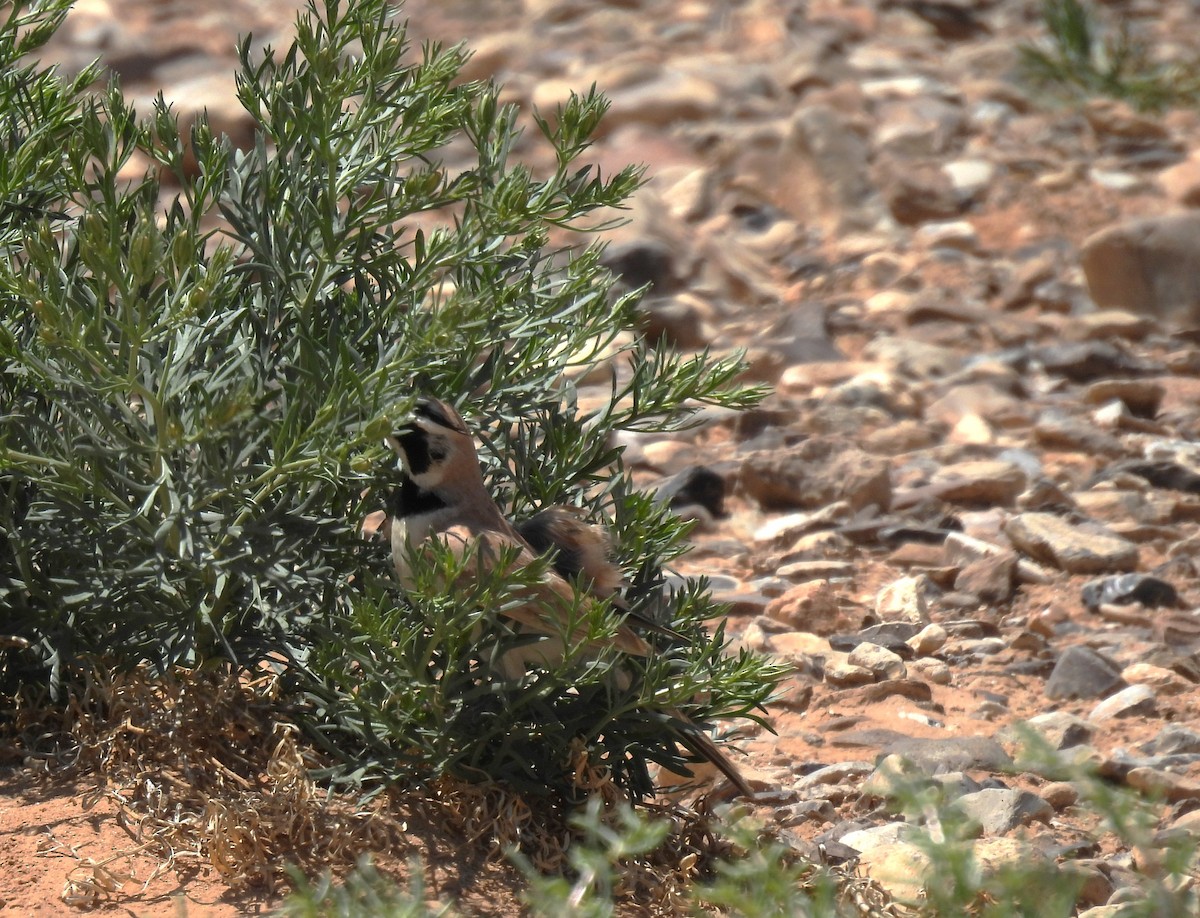 Temminck's Lark - ML617557527