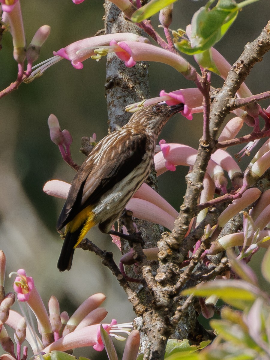 Whitehead's Spiderhunter - ML617557541