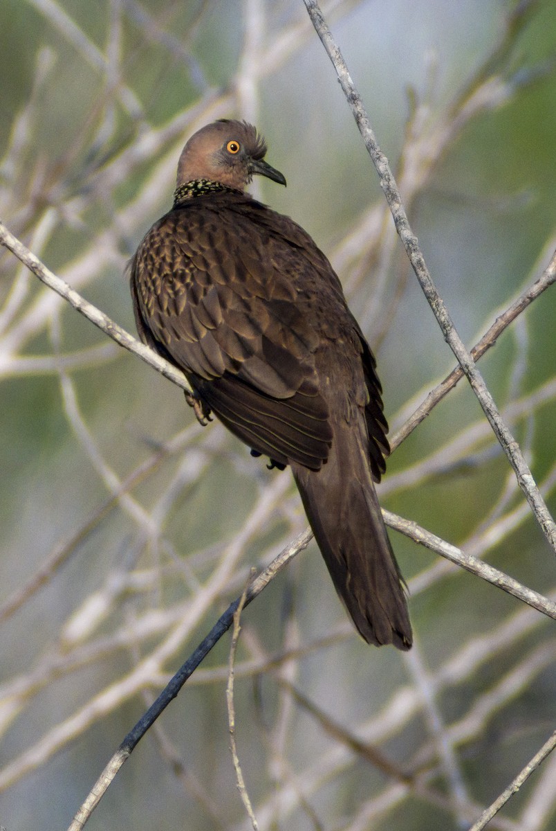 Spotted Dove - ML617557558