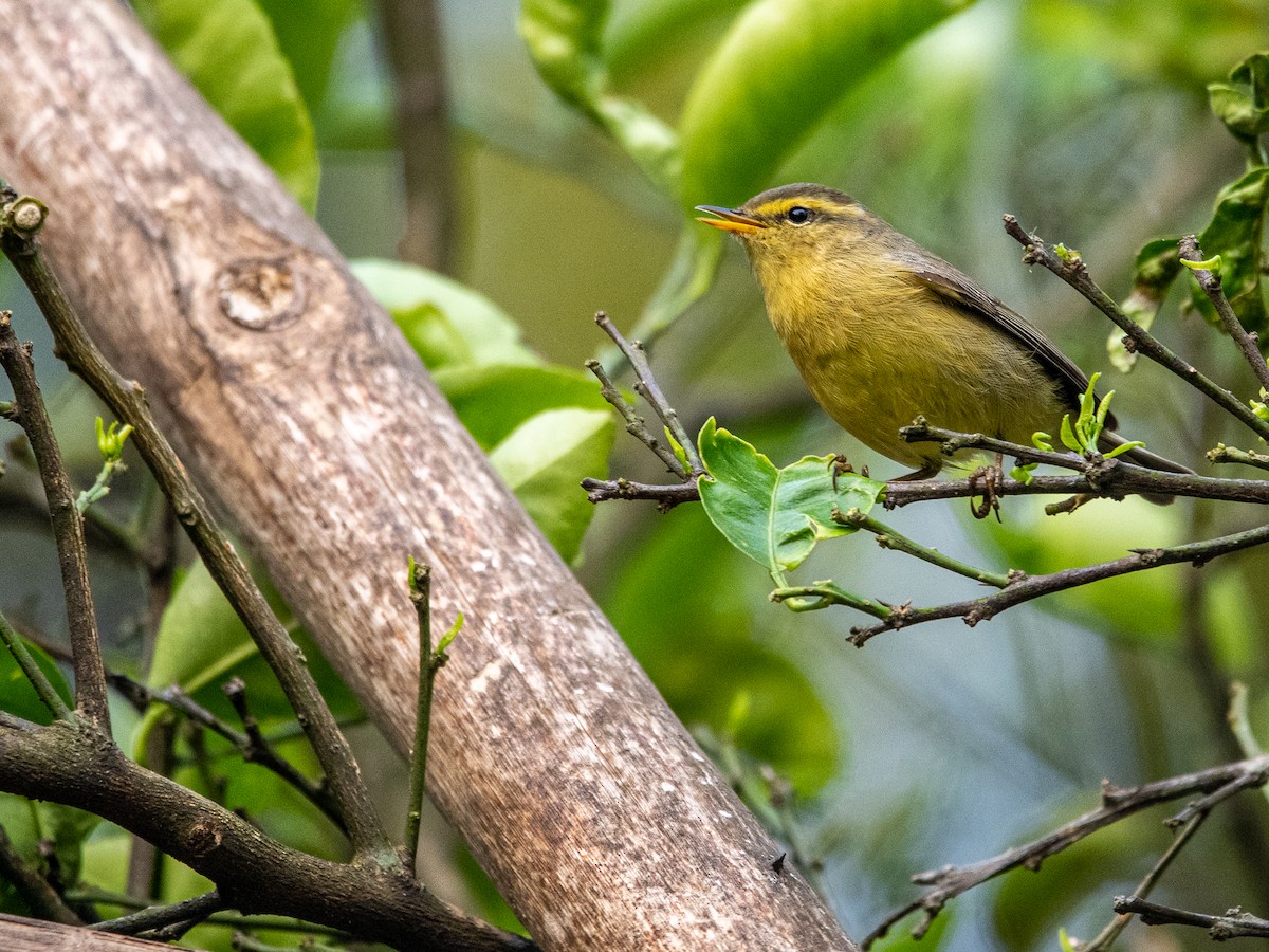 Tickell's Leaf Warbler - ML617557618
