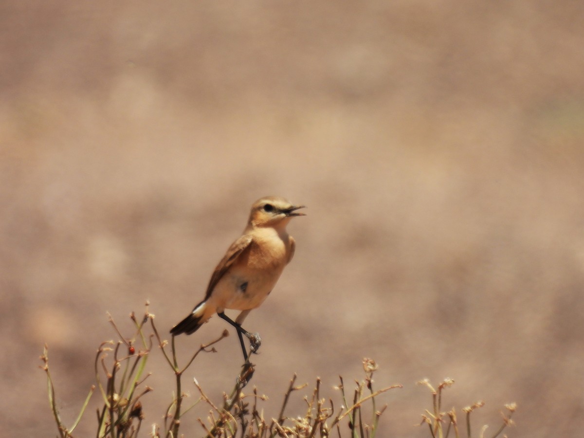 Isabelline Wheatear - ML617557662