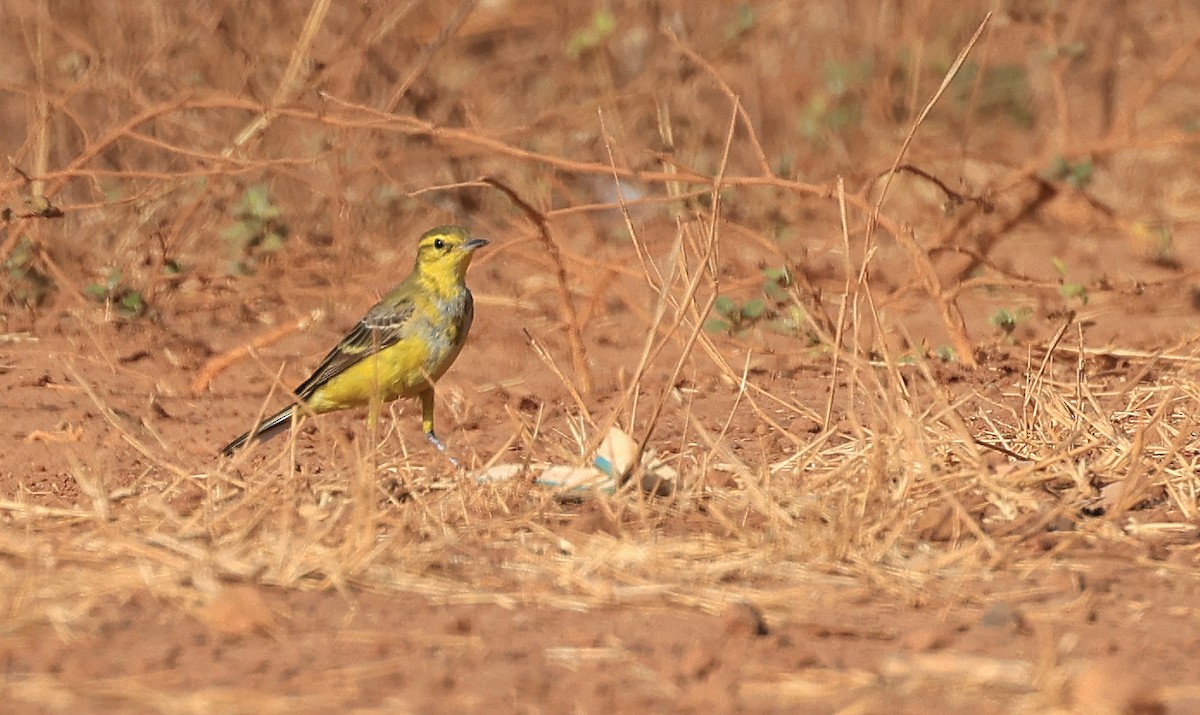 Western Yellow Wagtail (flavissima/lutea) - ML617557672