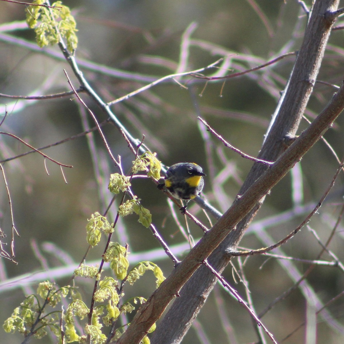 Yellow-rumped Warbler - ML617557710