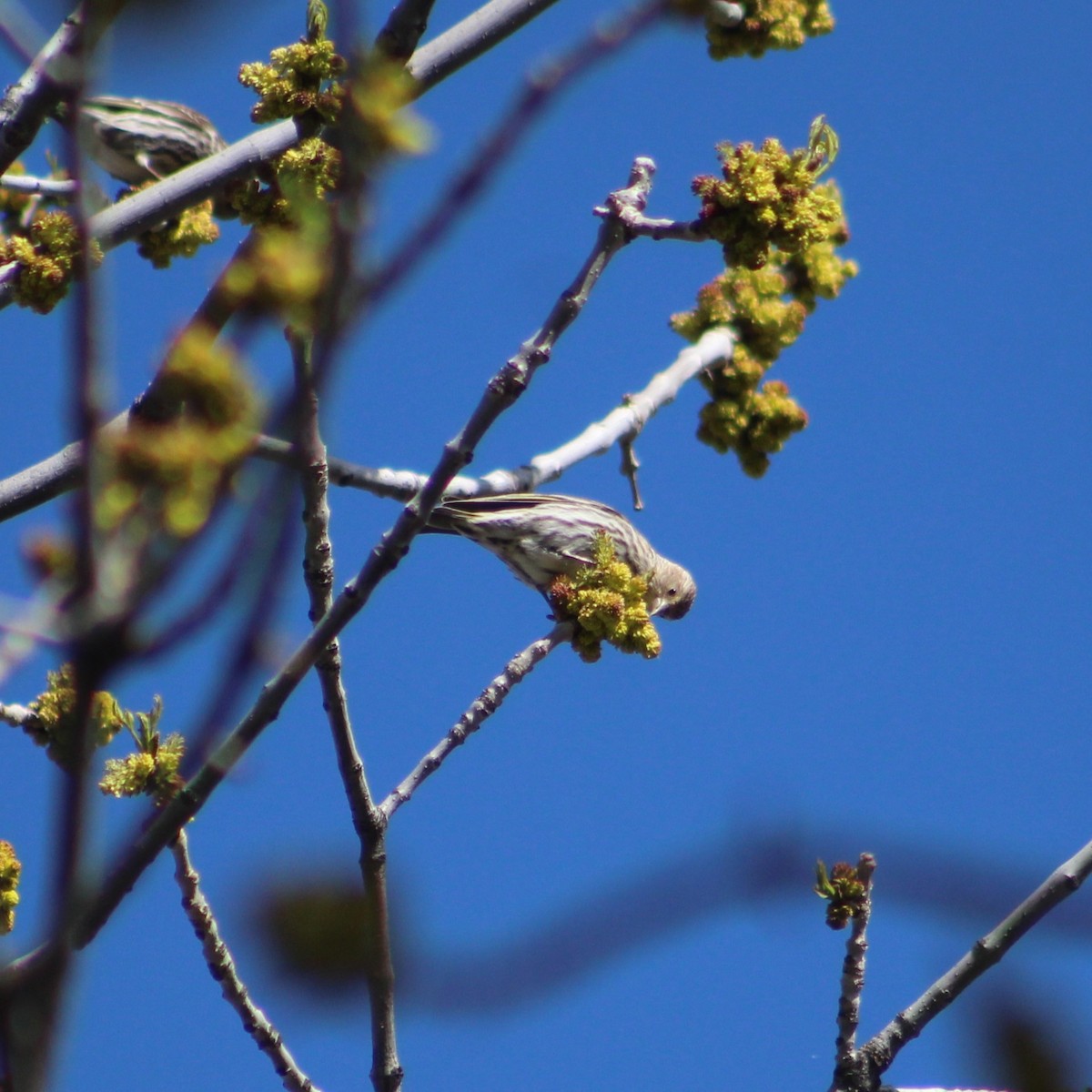 Pine Siskin - ML617557723