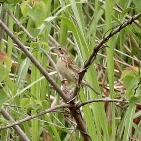 Chestnut-eared Bunting - ML617557724