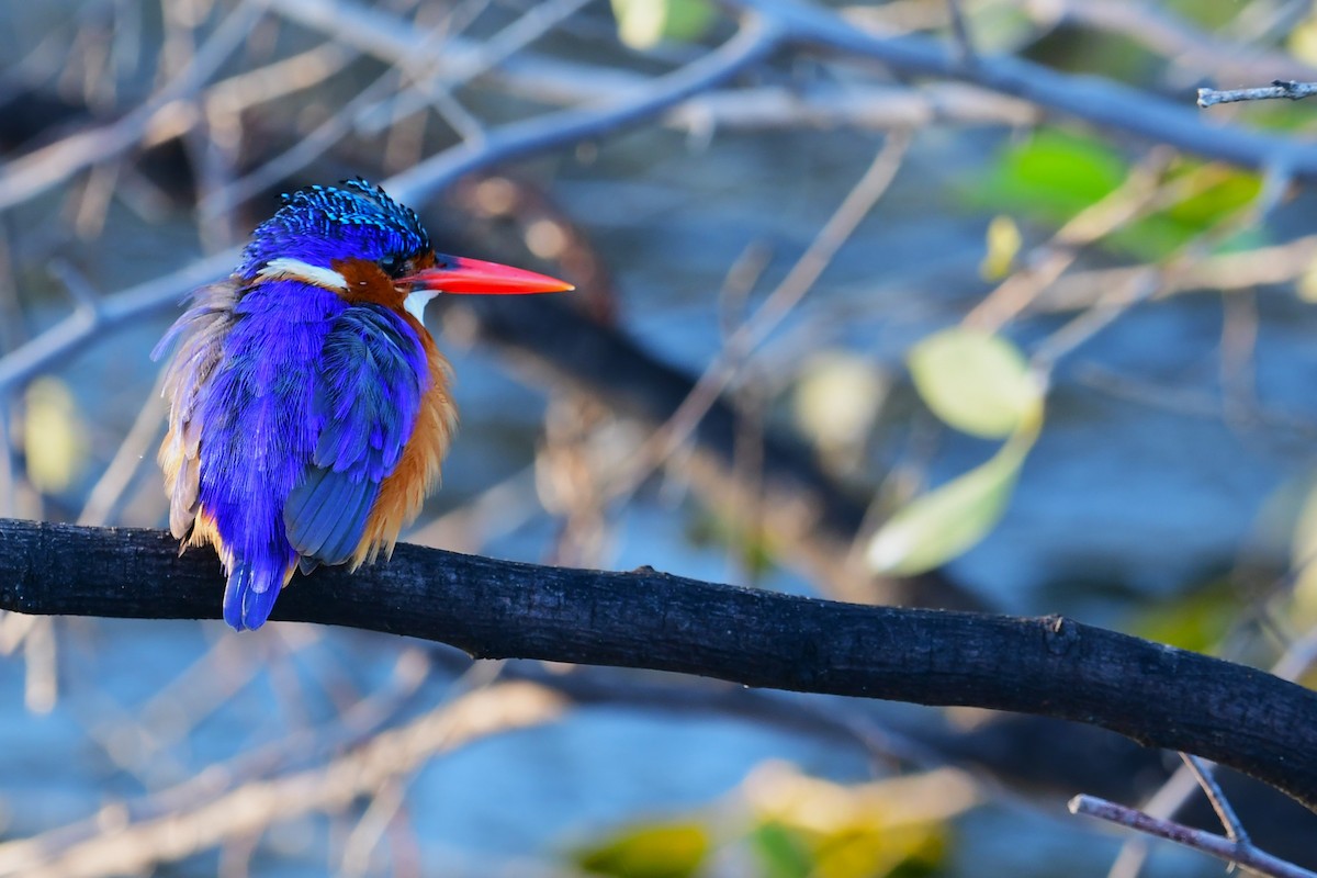 Malachite Kingfisher - ML617557741