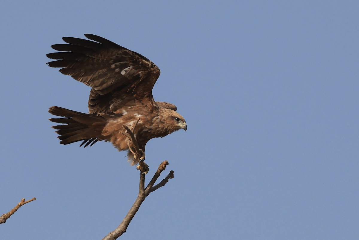 Black Kite (Yellow-billed) - ML617557748