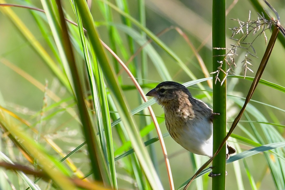 White-winged Widowbird - Ian Brown