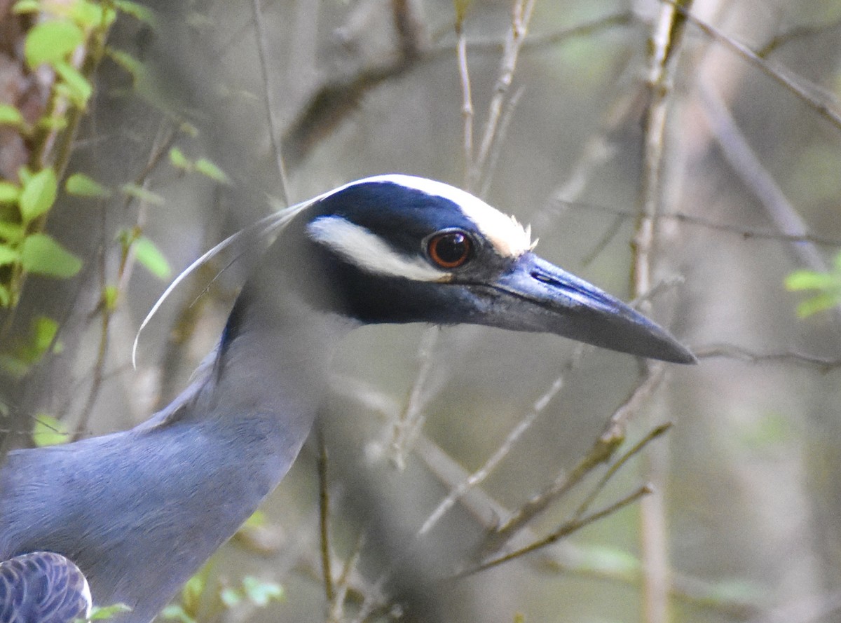 Yellow-crowned Night Heron - ML617557756