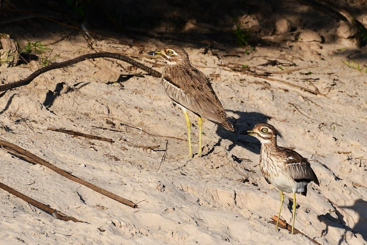 Water Thick-knee - ML617557773