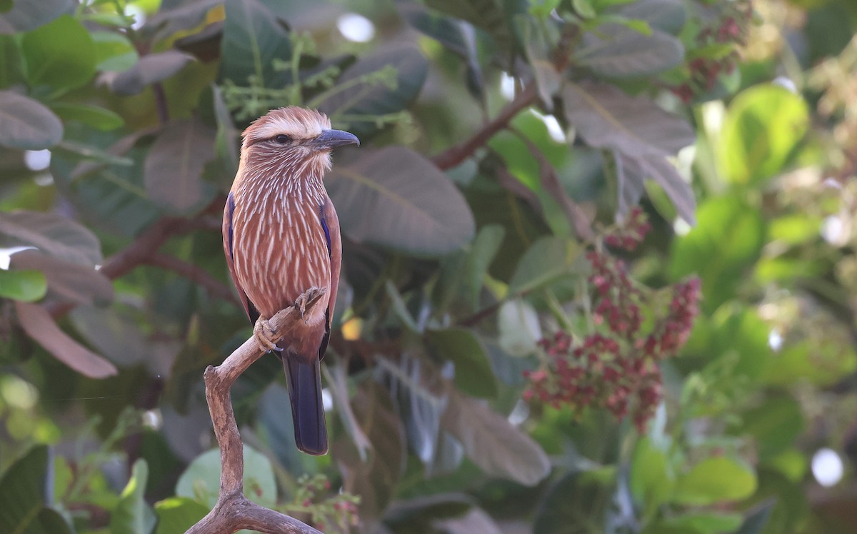 Rufous-crowned Roller - ML617557781