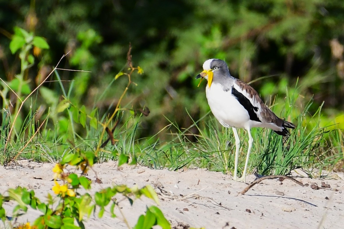 White-crowned Lapwing - ML617557791