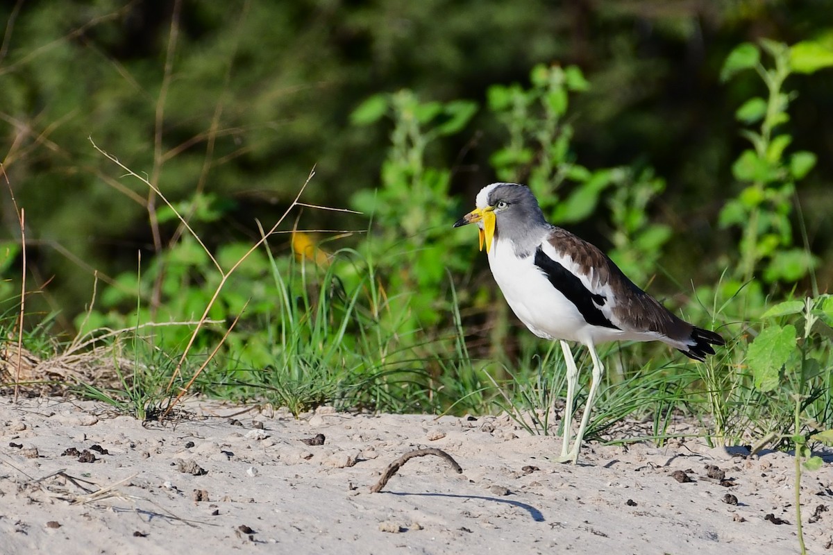 White-crowned Lapwing - ML617557792