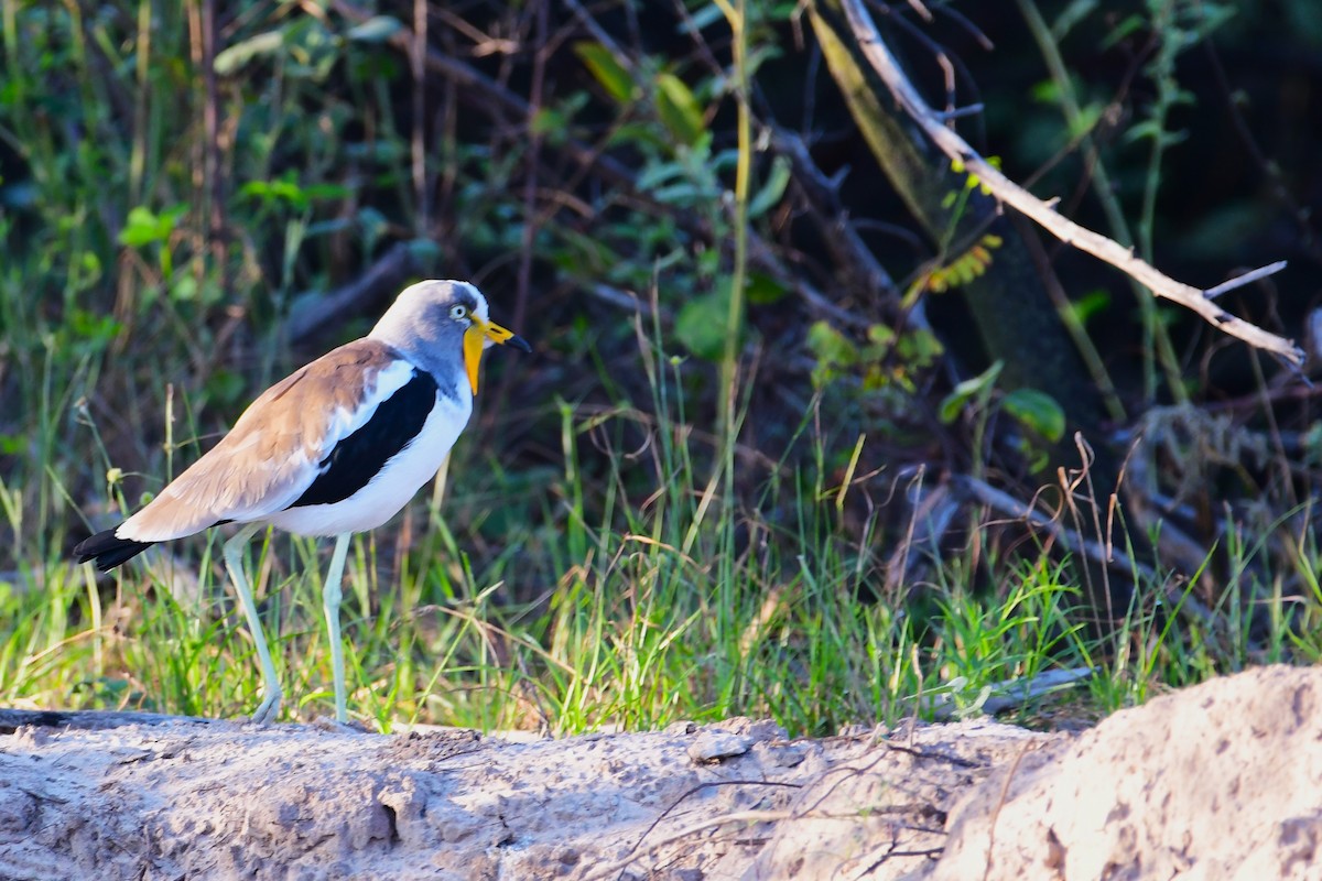 White-crowned Lapwing - Ian Brown