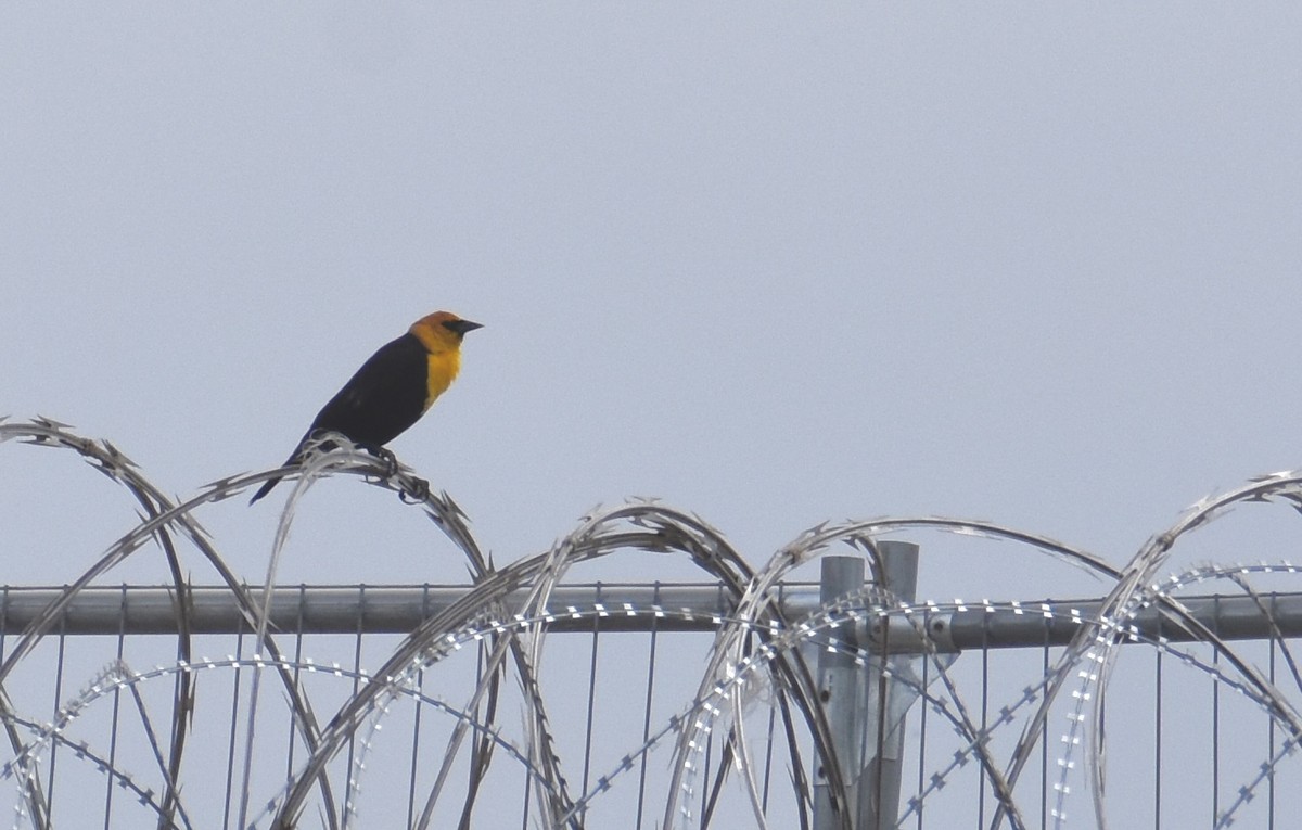 Yellow-headed Blackbird - ML617557822