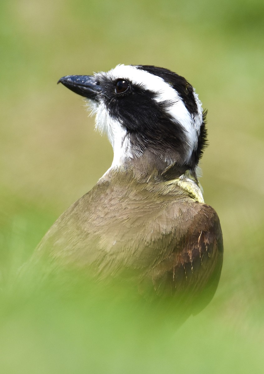 Great Kiskadee - ML617557881